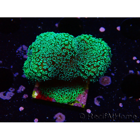 WYSIWYG Stylophora Green Fluo