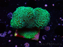 WYSIWYG Stylophora Green Fluo