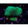 WYSIWYG Stylophora Green Fluo