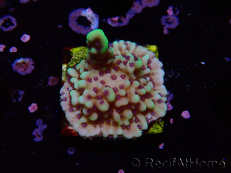 WYSIWYG Montipora undata