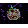 WYSIWYG Montipora undata