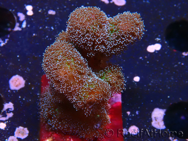 WYSIWYG Stylophora Pinkish