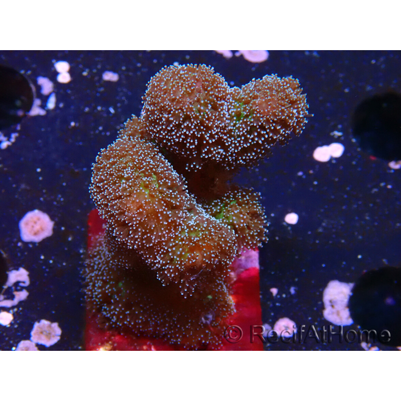 WYSIWYG Stylophora Rosado