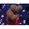 WYSIWYG Stylophora Rosado