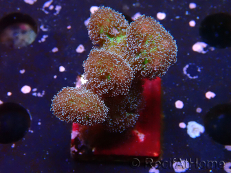 WYSIWYG Stylophora Pinkish