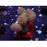WYSIWYG Stylophora Rosado