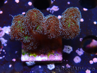 WYSIWYG Stylophora Pinkish