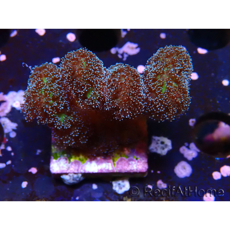WYSIWYG Stylophora Pinkish 1Q6