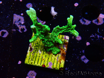 WYSIWYG Montipora stellata 1S4