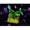 WYSIWYG Montipora stellata 1S4