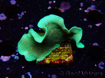 WYSIWYG Pavona cactus