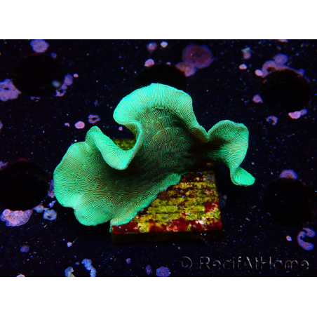 WYSIWYG Pavona cactus 1T2