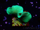 WYSIWYG Pavona cactus 1T3