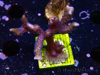 WYSIWYG Montipora Polype Violet 1U1