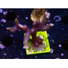 WYSIWYG Montipora Polype Violet 1U1