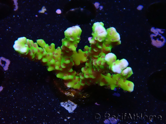 WYSIWYG - BR Grüner Goblin Anacropora