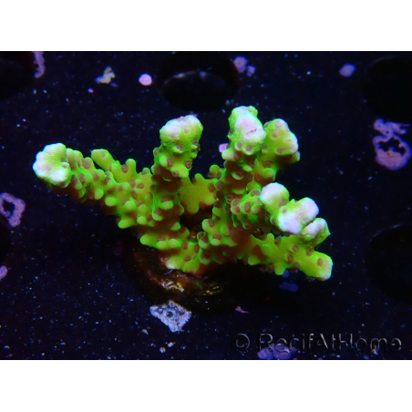 WYSIWYG - BR Grüner Goblin Anacropora