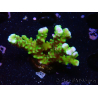WYSIWYG - BR Green Goblin Anacropora 1V1