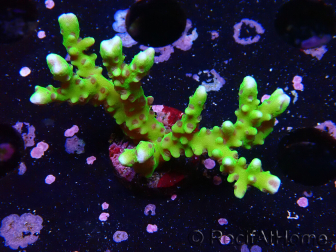WYSIWYG - BR Green Goblin Anacropora 1V4