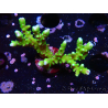 WYSIWYG - BR Green Goblin Anacropora 1V4