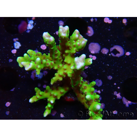 WYSIWYG - BR Green Goblin Anacropora