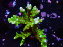 WYSIWYG - BR Green Goblin Anacropora