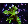WYSIWYG - BR Green Goblin Anacropora 1V5
