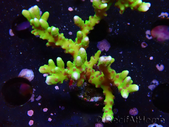 WYSIWYG - BR Green Goblin Anacropora