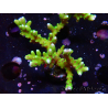 WYSIWYG - BR Green Goblin Anacropora