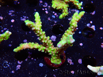 WYSIWYG - AK Goldenrod Anacropora