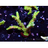 WYSIWYG - AK Goldenrod Anacropora