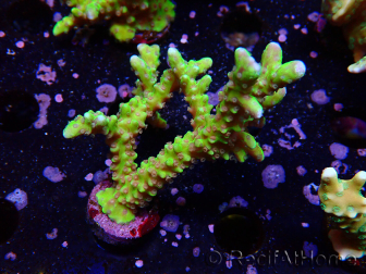 WYSIWYG - AK Goldenrod Anacropora 1W5