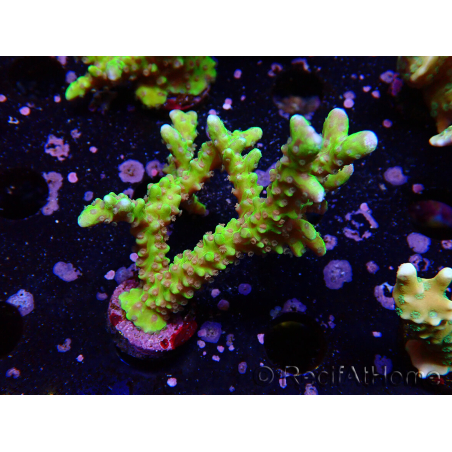 WYSIWYG - AK Goldenrod Anacropora