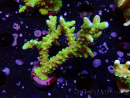 WYSIWYG - AK Goldenrod Anacropora