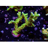 WYSIWYG - AK Goldenrod Anacropora