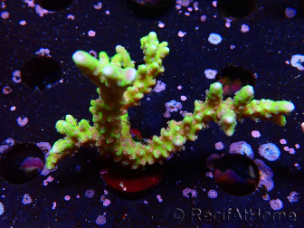 WYSIWYG - AK Goldenrod Anacropora