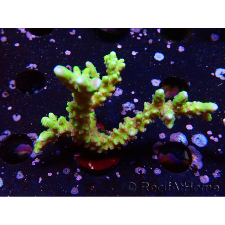 WYSIWYG - AK Goldenrod Anacropora
