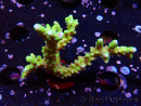 WYSIWYG - AK Goldenrod Anacropora