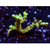 WYSIWYG - AK Goldenrod Anacropora