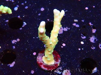 WYSIWYG - MH Tropicana Anacropora
