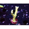 WYSIWYG - MH Tropicana Anacropora 1X1