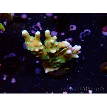 WYSIWYG - MH Tropicana Anacropora
