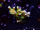 WYSIWYG - MH Tropicana Anacropora