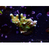 WYSIWYG - MH Tropicana Anacropora 1X5