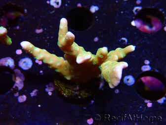 WYSIWYG - MH Tropicana Anacropora 1X6