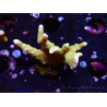 WYSIWYG - MH Tropicana Anacropora 1X6