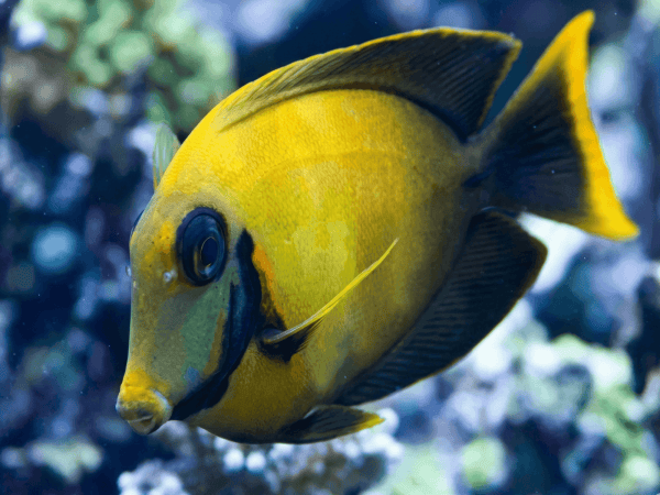 Acanthurus pyroferus juv 8-10 cm