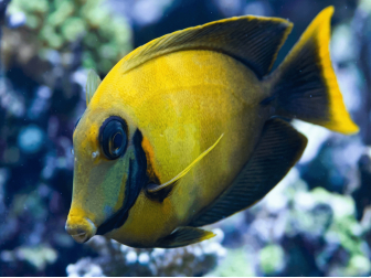 Acanthurus pyroferus juv 8-10 cm
