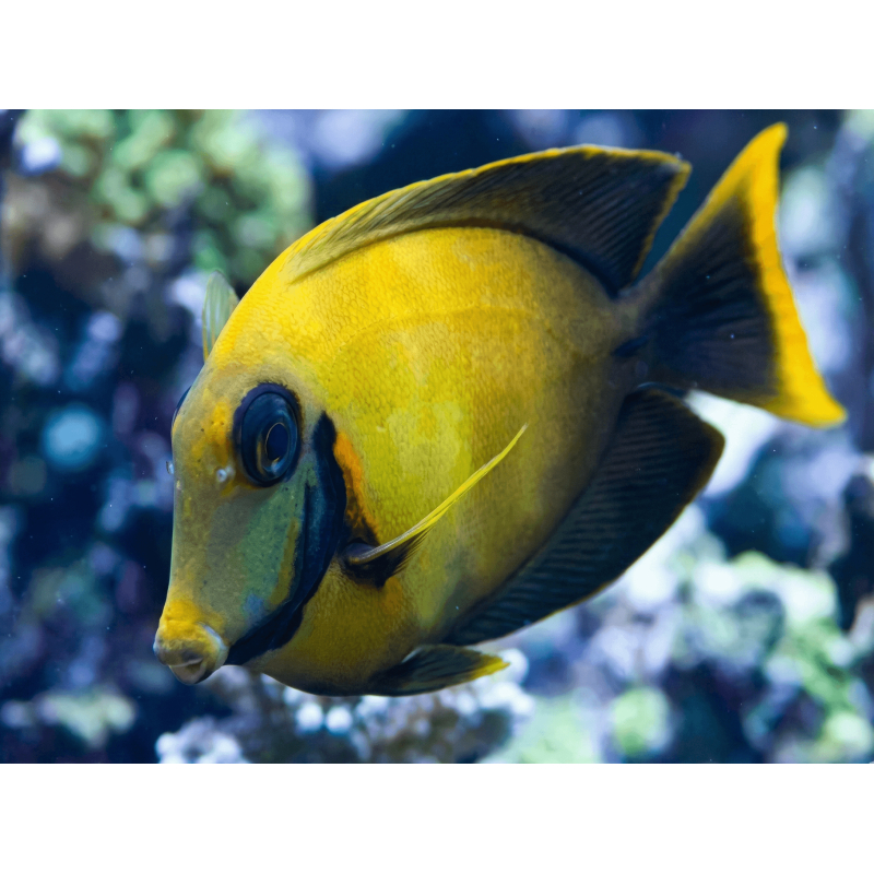 Acanthurus pyroferus juv 8-10 cm