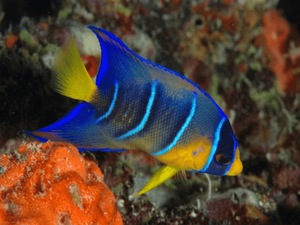 Holacanthus ciliaris juvénile transition 4-6 cm